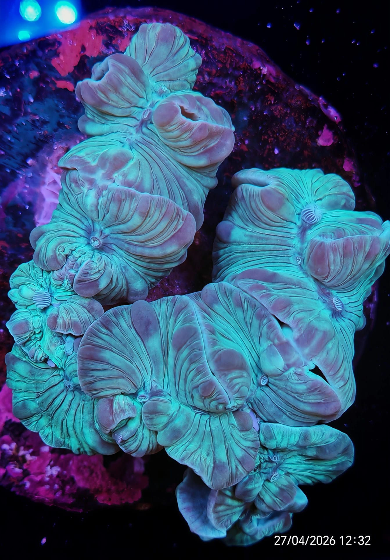 Plerogyra Turbida 12cm