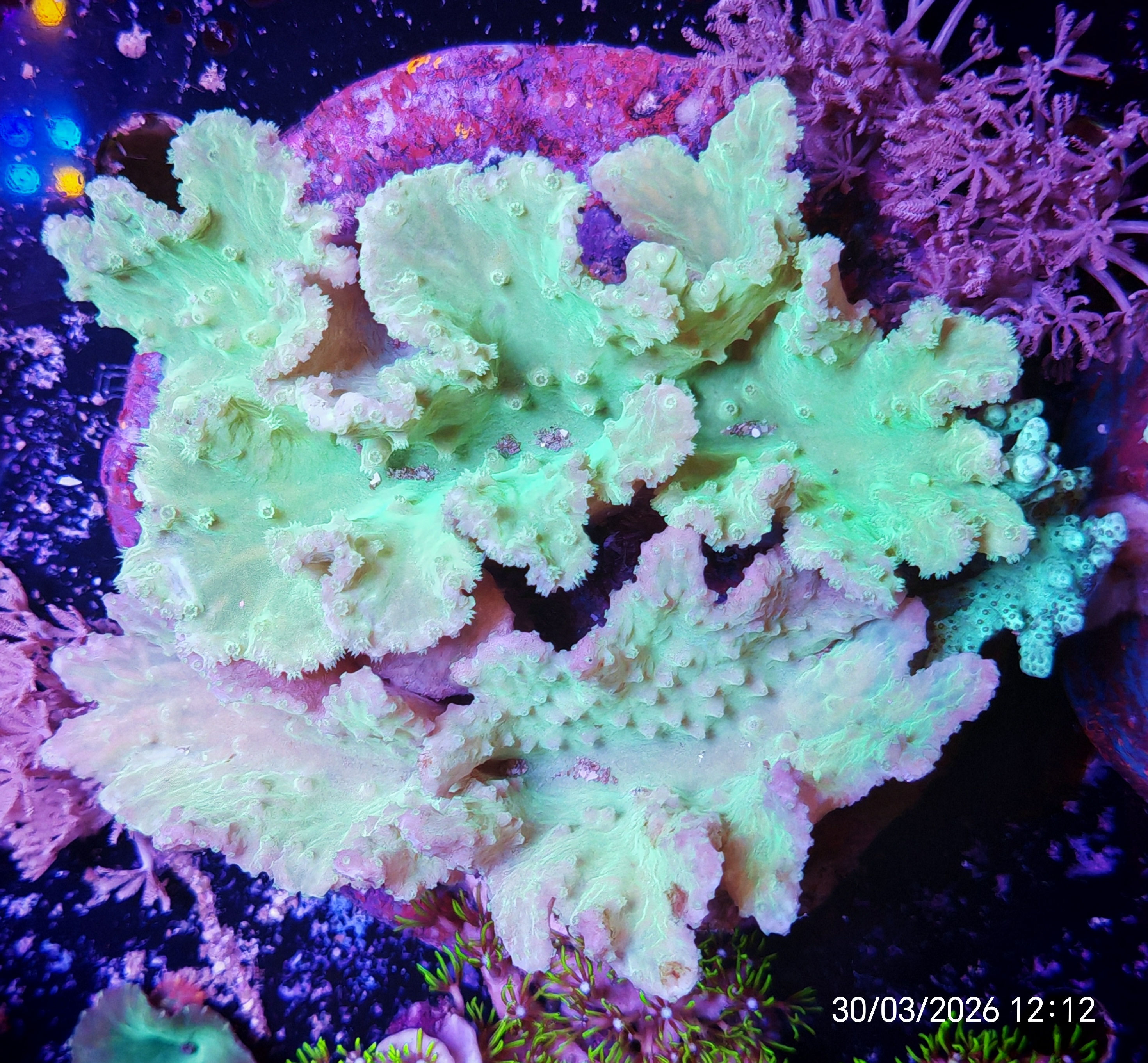 Flex su roccia 12 cm