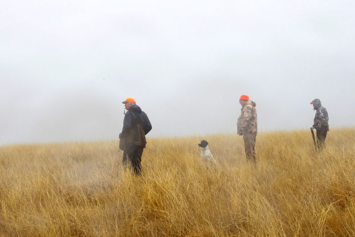 Honouring in Spaniel Field Trial