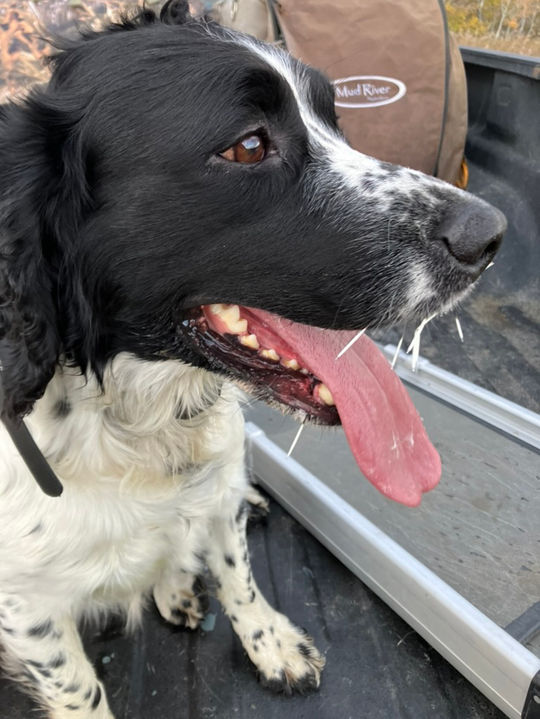 Springer Spaniel being Quilled by Procupine Injury treatment