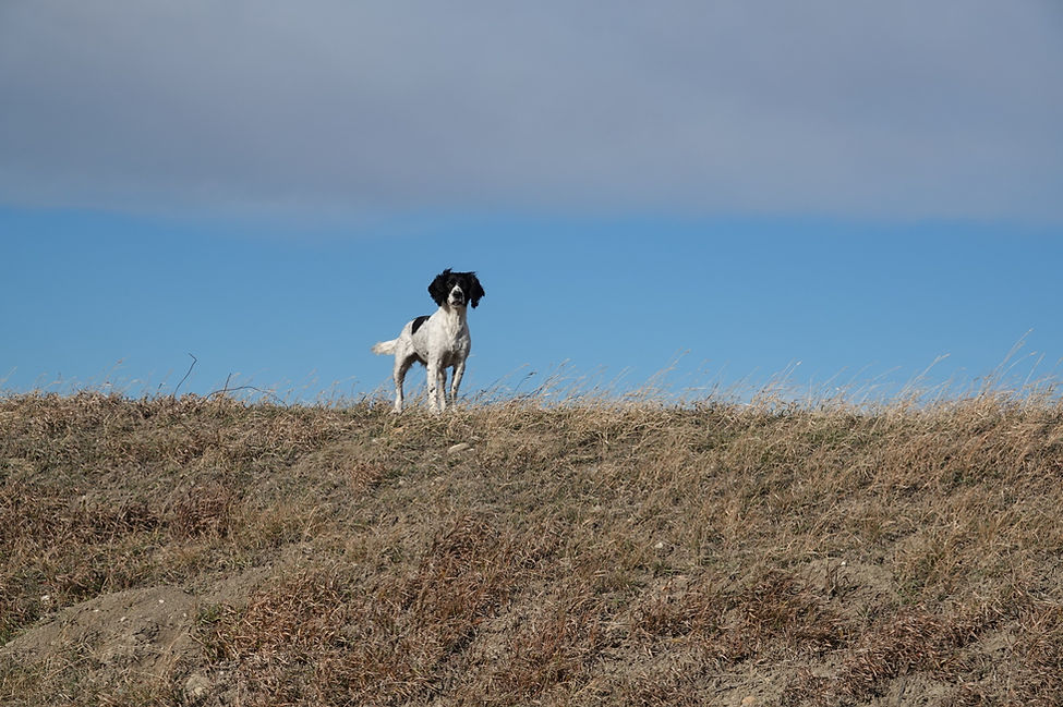 Elgish Springer spaniel waiting on the ridge