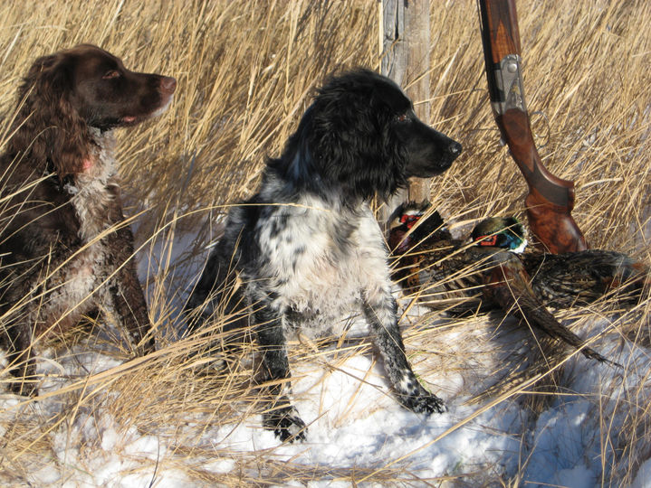Cocker Spaniels with their days bag from hunting