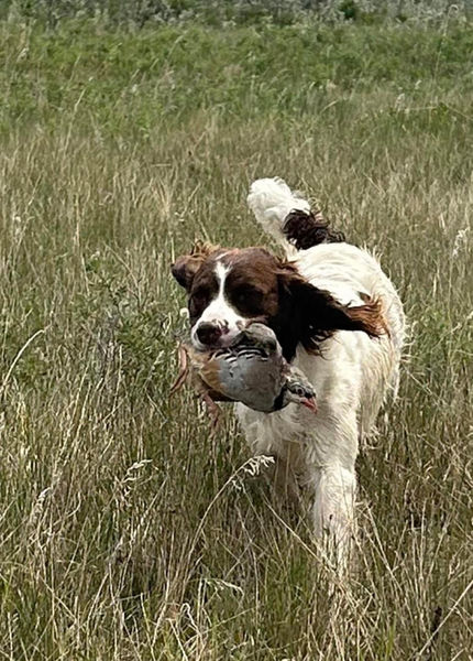 Springer Spaniel Delivering Chukar partidge hunting