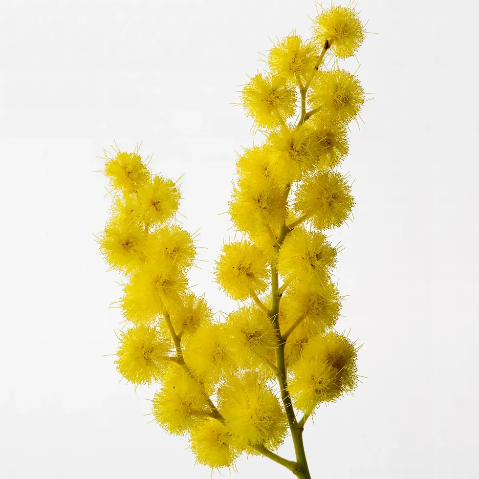 Miniatura: Reminiscence Sous un Mimosa de Provence Mimosa edt intense