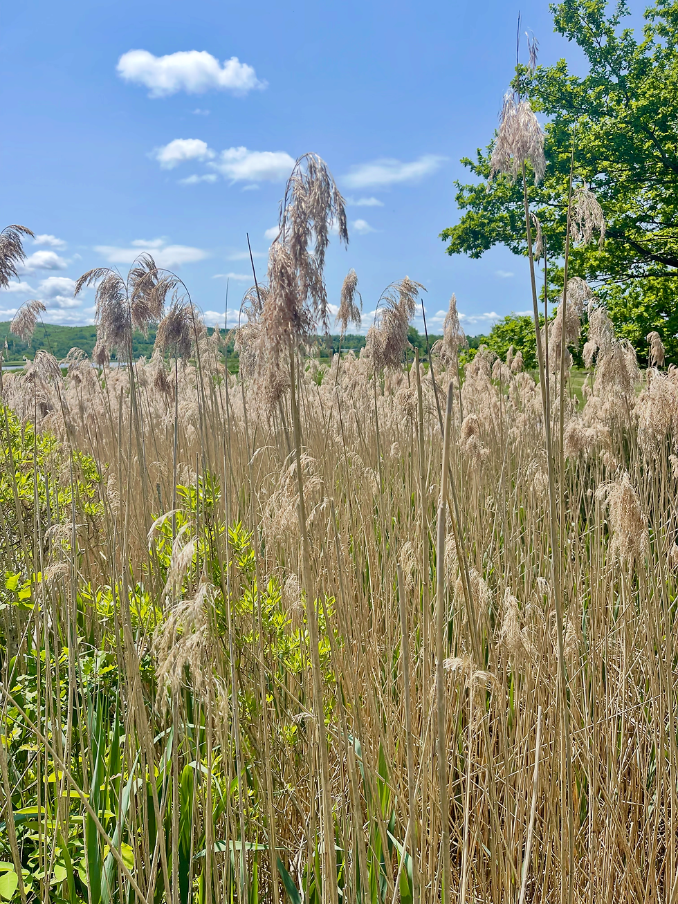 The Tall Grasses, Historical Gardens, Annapolis Royal, Nova Scotia