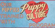 puppy culture golden retriever
