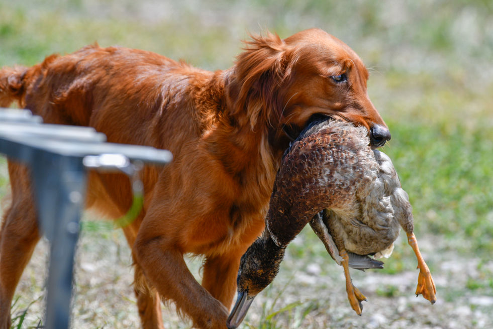 AKC Golden retriever, field golden golden retriever in wyoming, wyoming dogs, puppies in wyoming, goldens in montana, akc goldens in montana, golden retriever stud, field golden