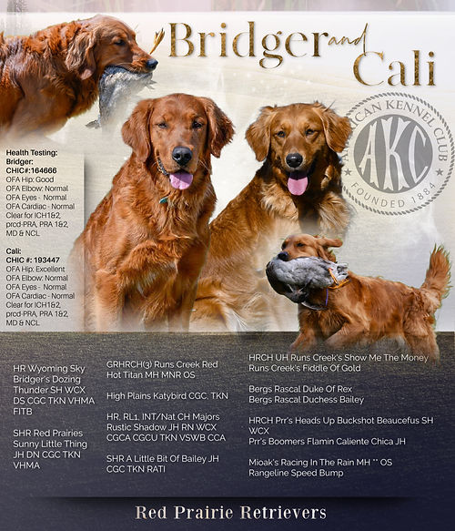 BridgerCali.jpg
