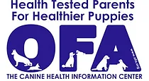 health tested golden retriever