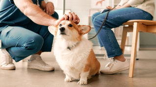 obesidade em cães
