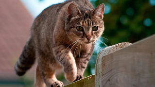 gato andando no muro
