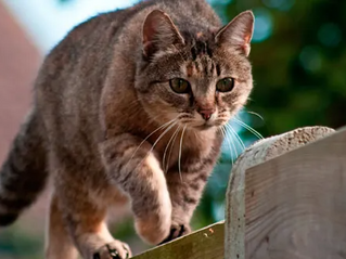 gato andando no muro