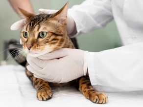 Doença Renal em Gatos: Diagnóstico e Opções de Tratamento
