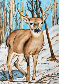 WHITETAIL DEER