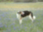Borzoi Northern California