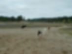 Borzoi Northern California