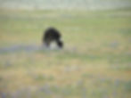 Borzoi Northern California