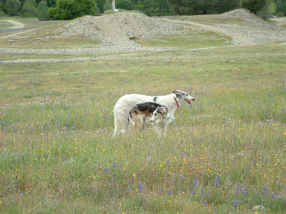Borzoi Northern California