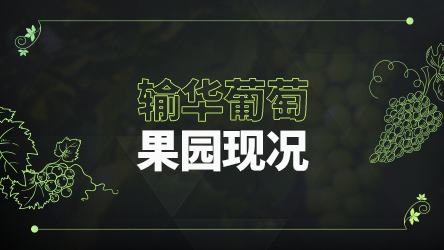 중국 수출 포도 과수원 소개