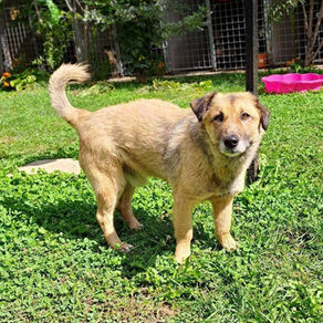 Odie