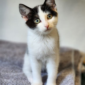 Domino