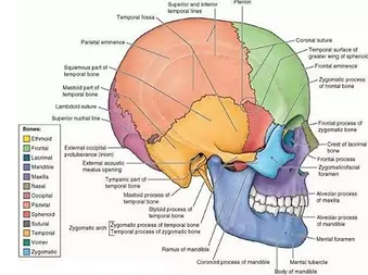 cranial bones