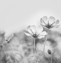 Clinical Psychologist on Jersey Channel Islands