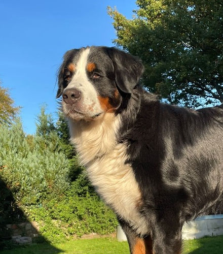 Dudge_edited