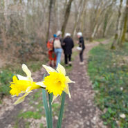 Newsletter #42 : Des bourgeons au printemps