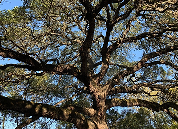 Health Trimmed Tree