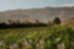 Viñedo Vineyard Mexico Valle de Guadalupe Ensenada Baja California