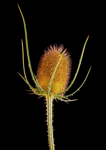 Thistle-1.jpg