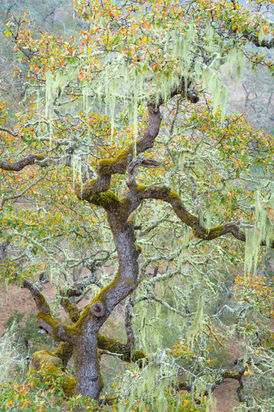 California Oak-1.jpg