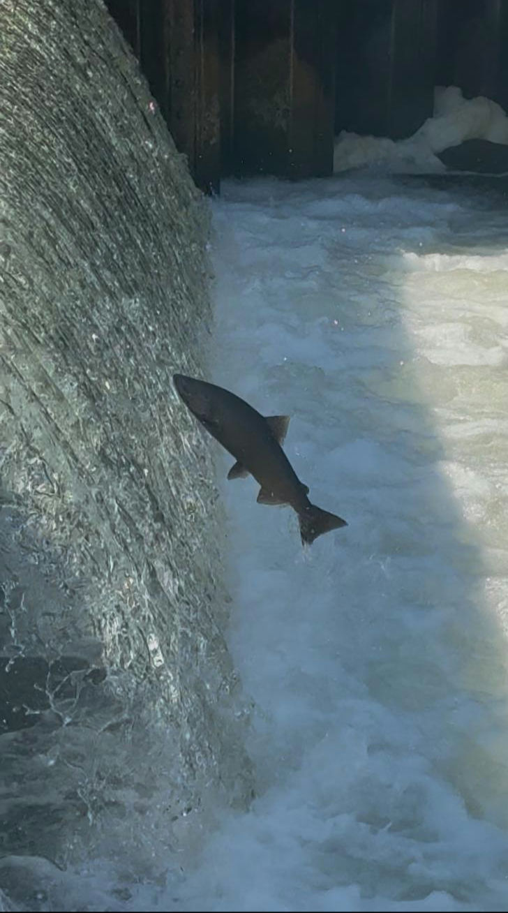 What a catch-- Carpe Salmo! The Latin word for salmon is salmo, which is also the root of the English word "salmon". The word likely comes from the Latin verb salire, meaning "to leap," a fitting description of the fish's behavior. We caught this snapshot of a King or Chinook salmon outside Manistee recently, thanks to our friend and guide Tim, an expert salmon fisherman. Knowing that I try to capture as many seasonal phenomena as possible for this blog, he led us on a local tour of salmon related spots as they are gathering for their "run" upstream right now. Read about the life cycle of the Chinook salmon in Lake Michigan here! After this spot we visited the Little Manistee River Wier, where we were able to see a plethora of salmon gathered at the fish ladder, waiting for their turn to head upstream. This facility was built to harvest salmon eggs in the Fall and Steelhead eggs in the Spring, as part of Michigan's salmon stocking program (and other fish, but salmon are tastiest).