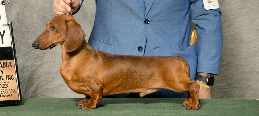 dachshund