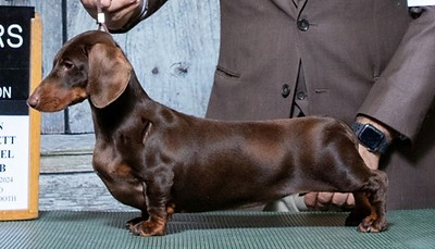 Lisa WB Specialty Finished CH._edited.jpg