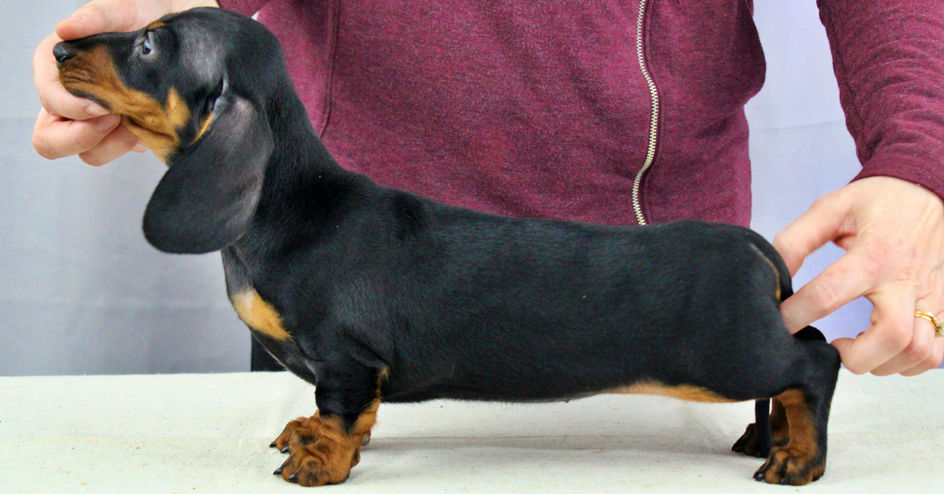 dachshund