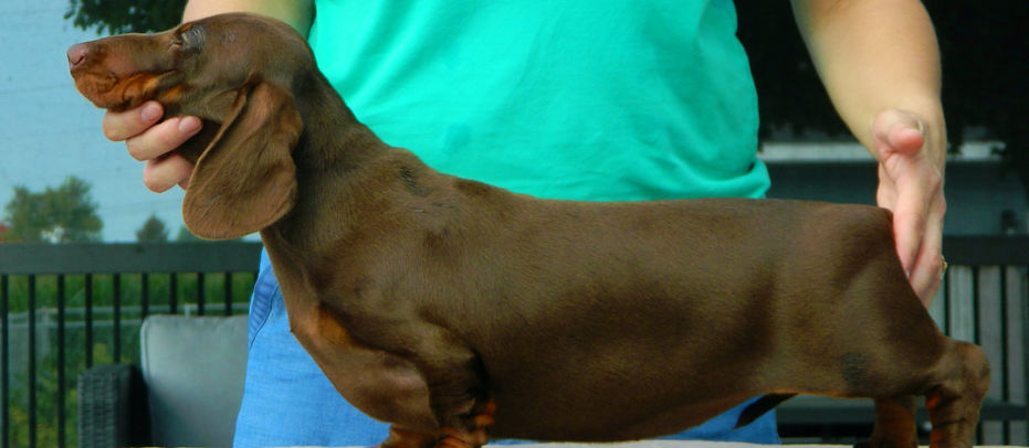 dachshund
