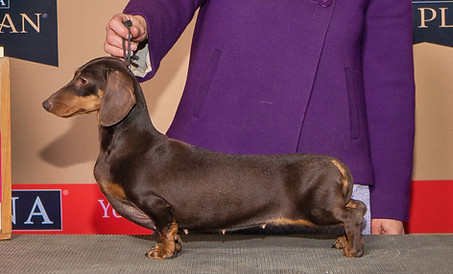 Sienna Major Win 2 yrs crop.JPG