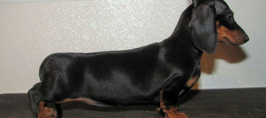 dachshund