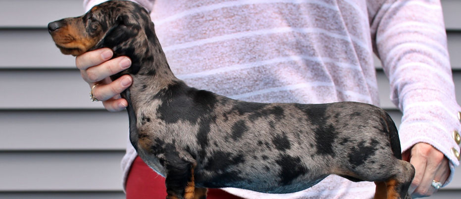 dachshund