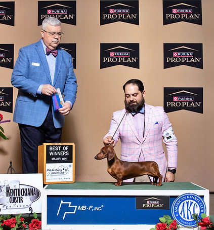 Aster Louisville WB.jpg