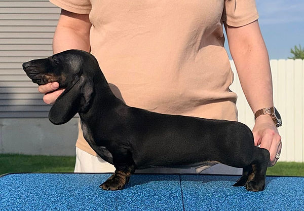 Blue boy 12 wks.jpg