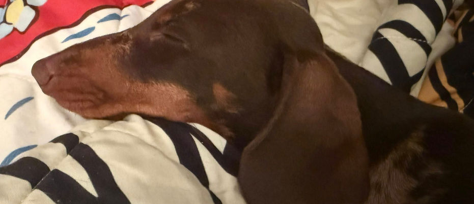 dachshund