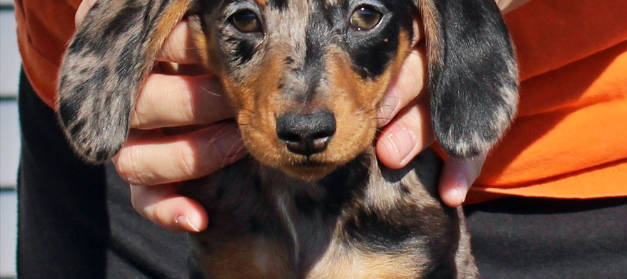 Dachshund 