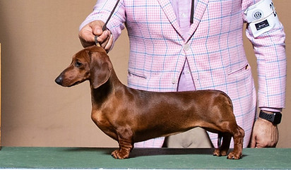 Aster Louisville WB.jpg