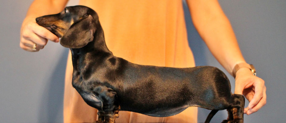dachshund