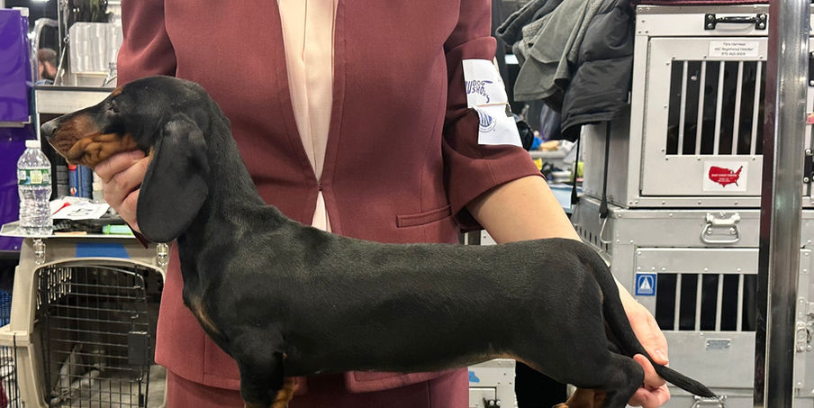 dachshund