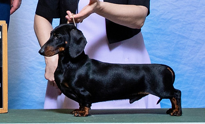 Bond Select CODC Specialty cropped.jpg