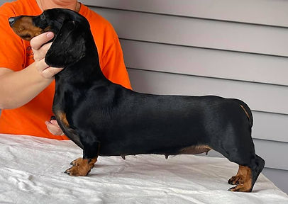 dachshund